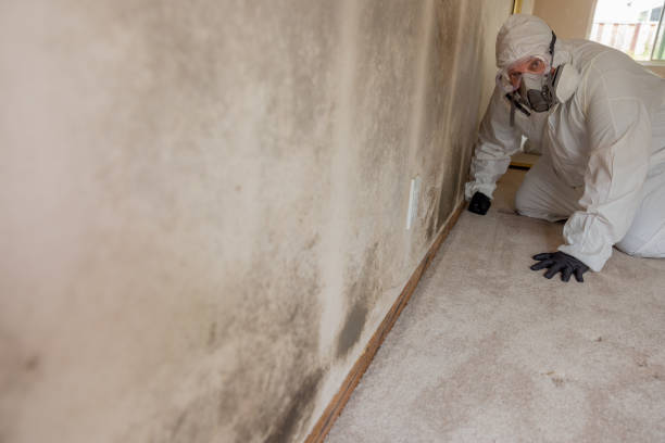 Best Black Mold Removal  in Inman, KS